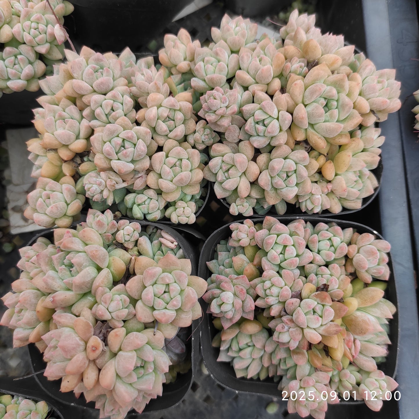 QN500-POT ピンクプロリフィカ（6.5cm pot）