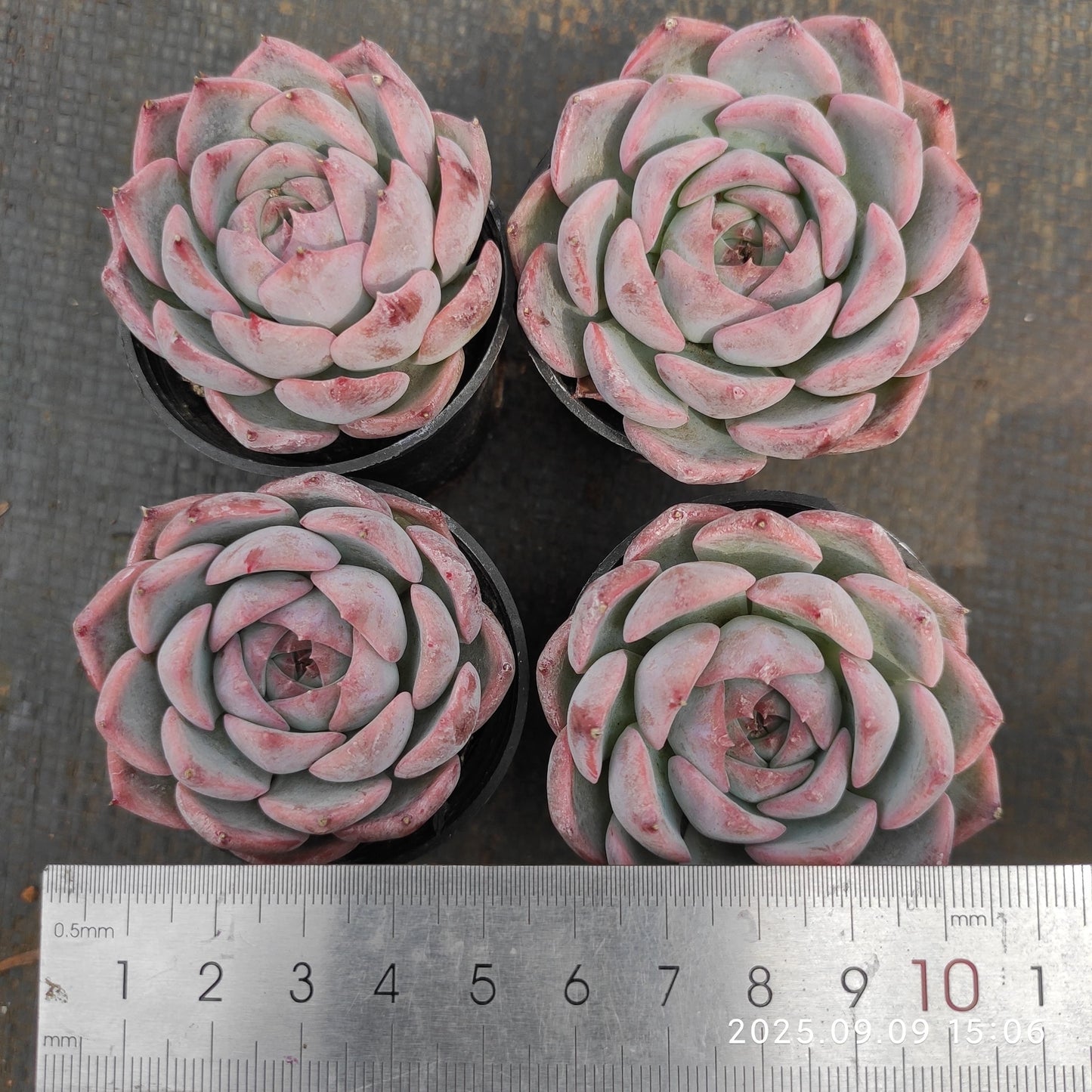 MMT825 キャロライン（5.5cm pot）