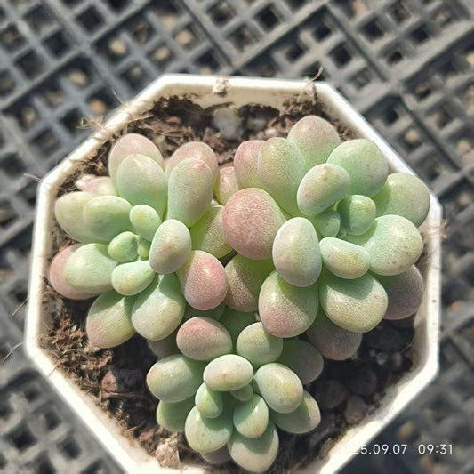 FFH039-POT キャビア（6.5cm pot）