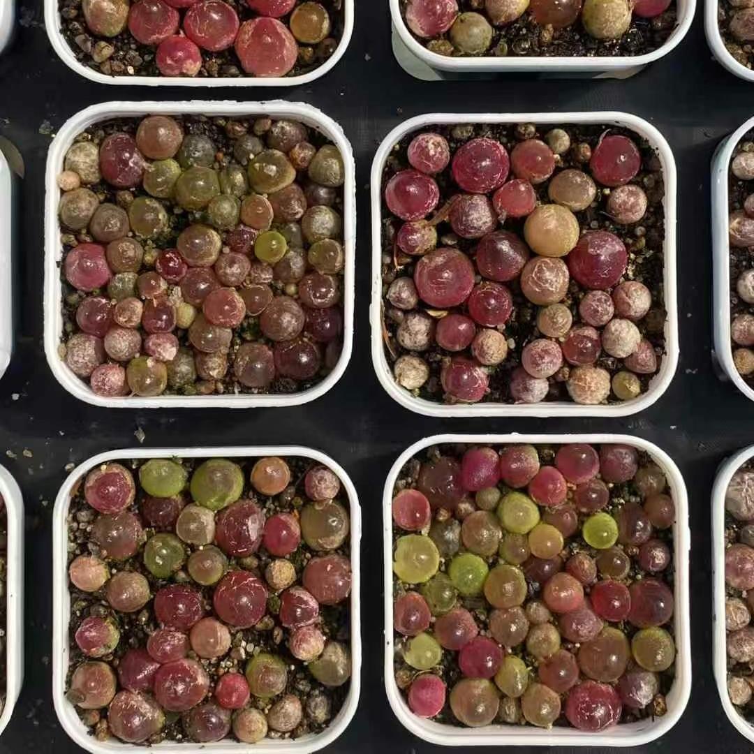 MMY559-POT コノフィツム・ブルゲリ（5cm pot）