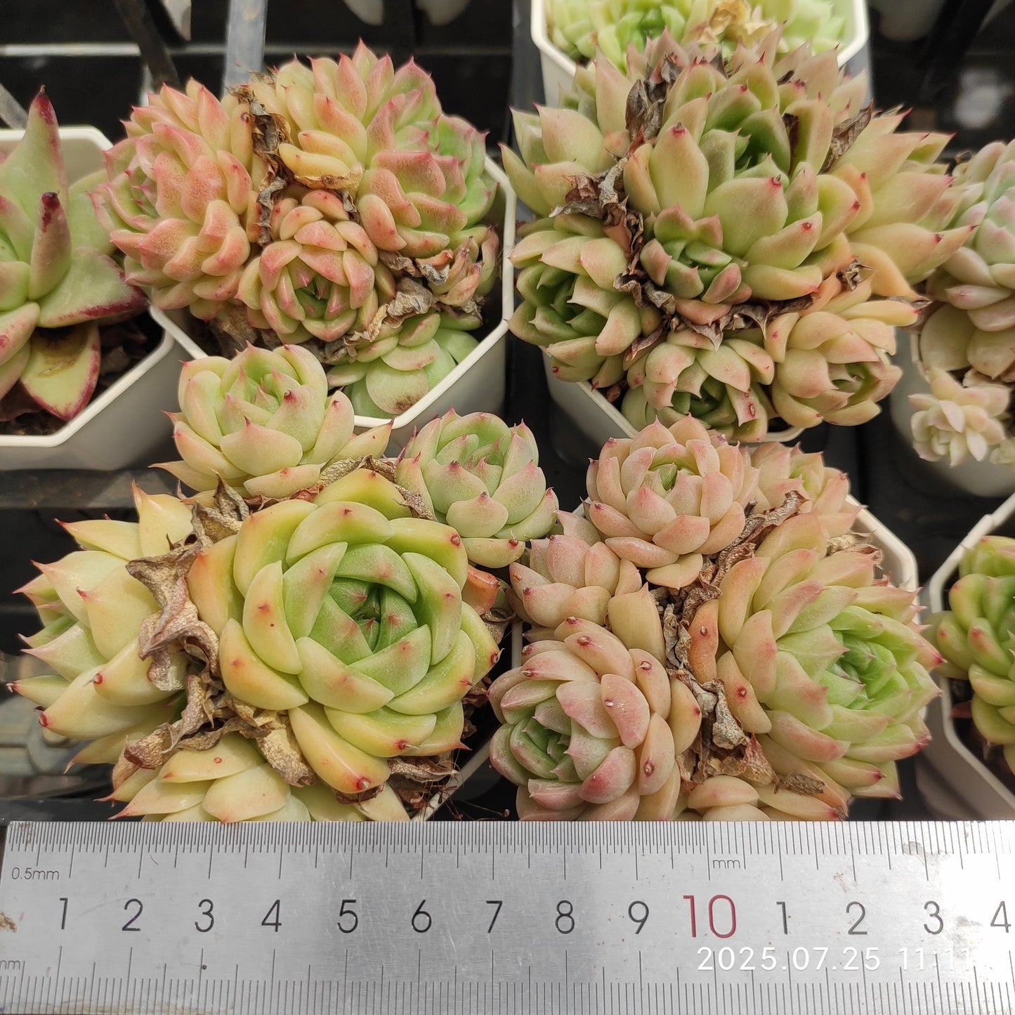 NGN599-POT オリンジ　マルギャン（7cm pot）