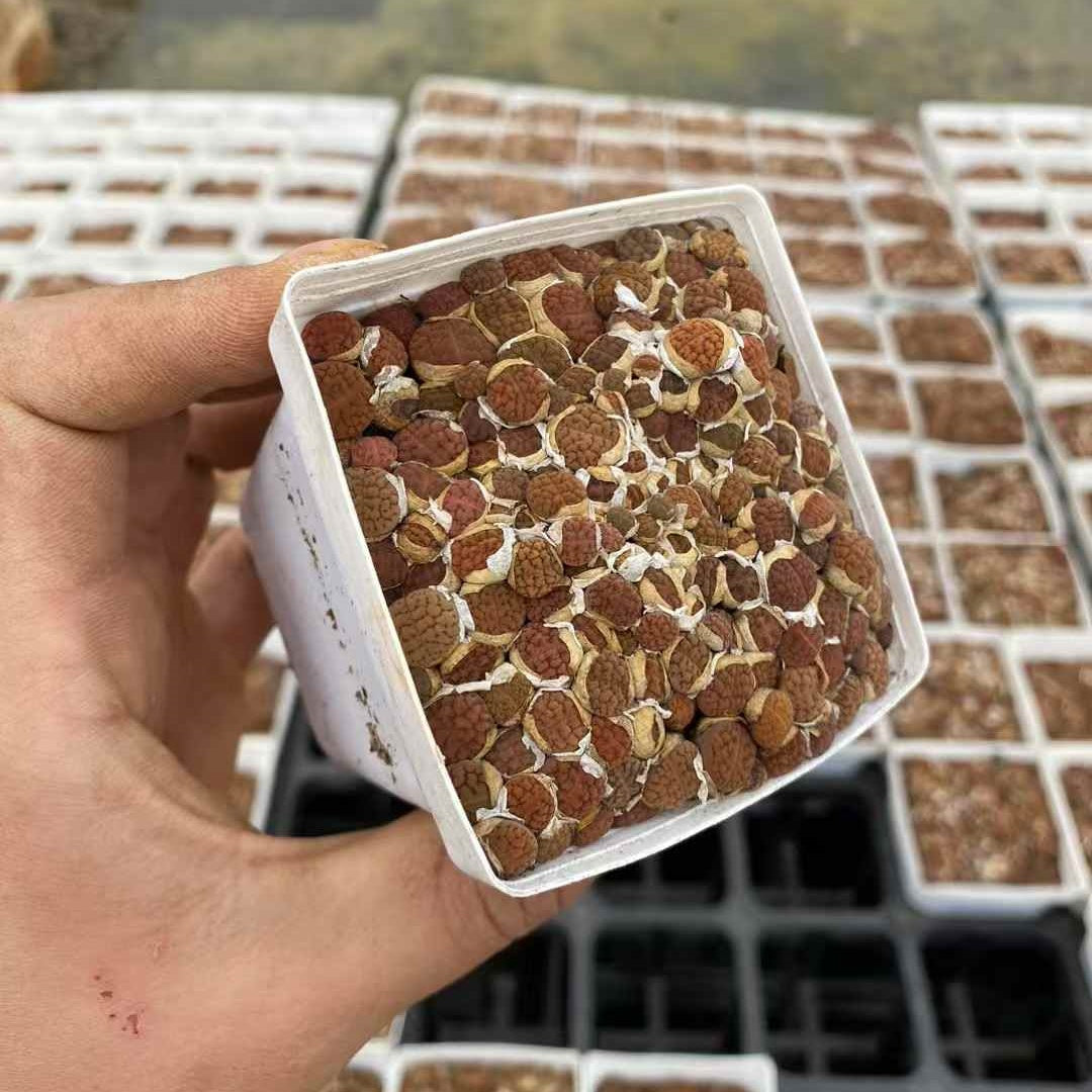 YNLH029-POT フカーリー(7cm pot)