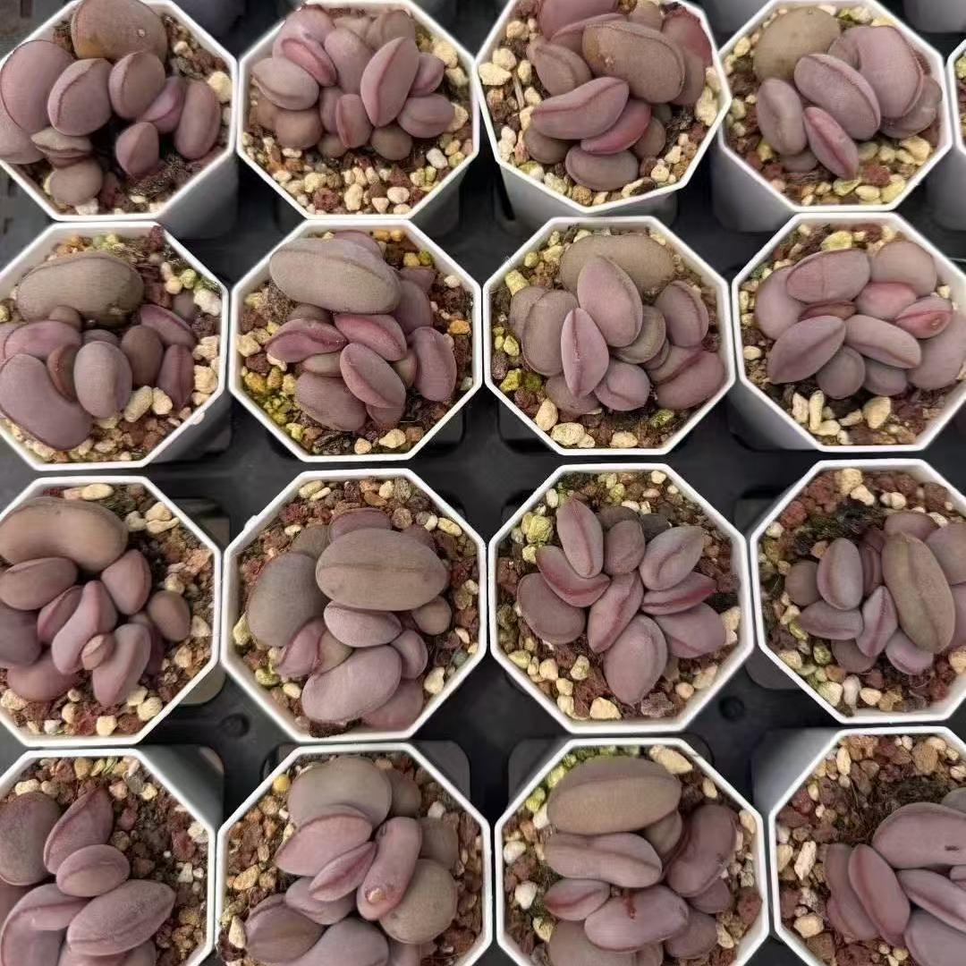 アドロミスクス　原種苗　60種類以上セット　速達 アドロミスクス 原種苗 60種類以上セット 速達