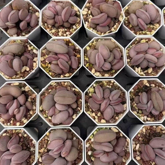 BL1732-POT マリアナエ　オ一リス・マクンテン （6.5cm pot）