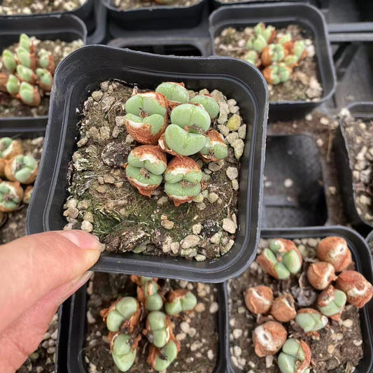 YNLH031-POT ビロバムHyb(7cm pot）