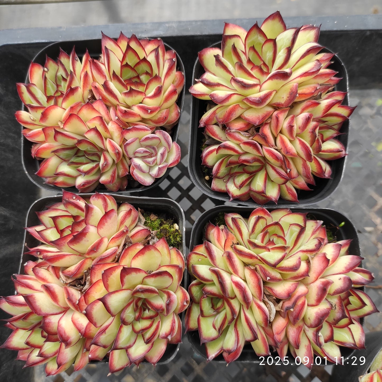 QN729-POT メキシコプリドニス（6.5 cm pot）