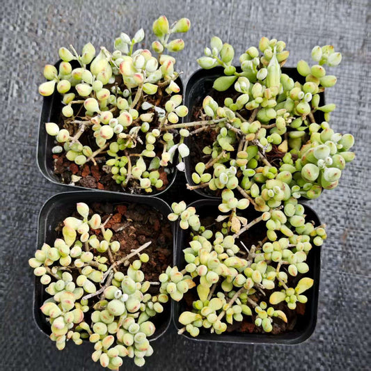 ZZA325-POT コチレドン　ペンデンス（7cm pot）