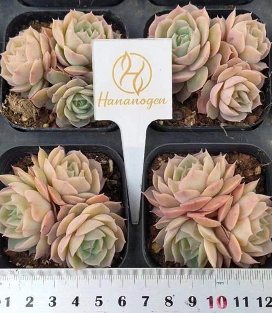 HQ010-POTオンスロー