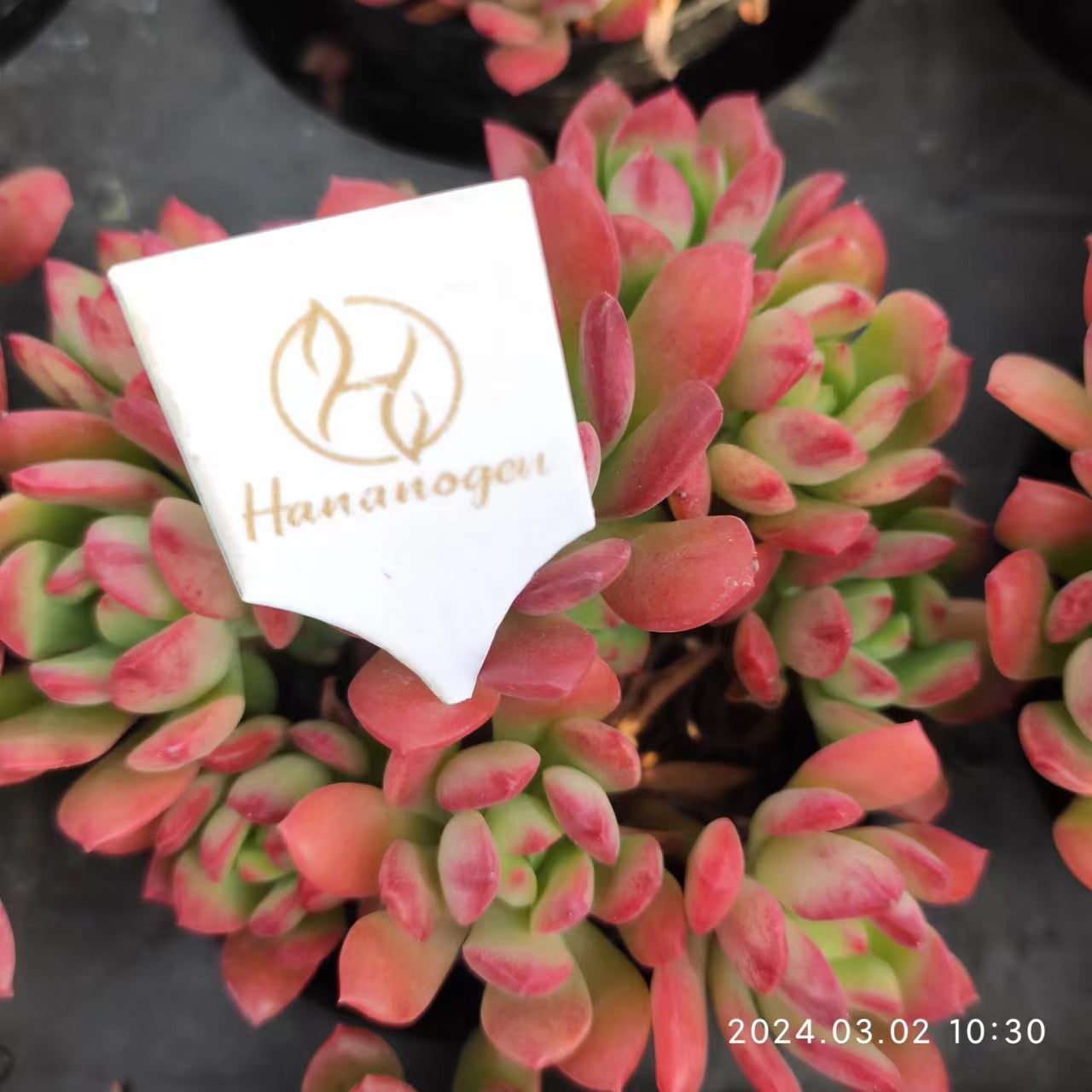 MMT469-POT ミニベル